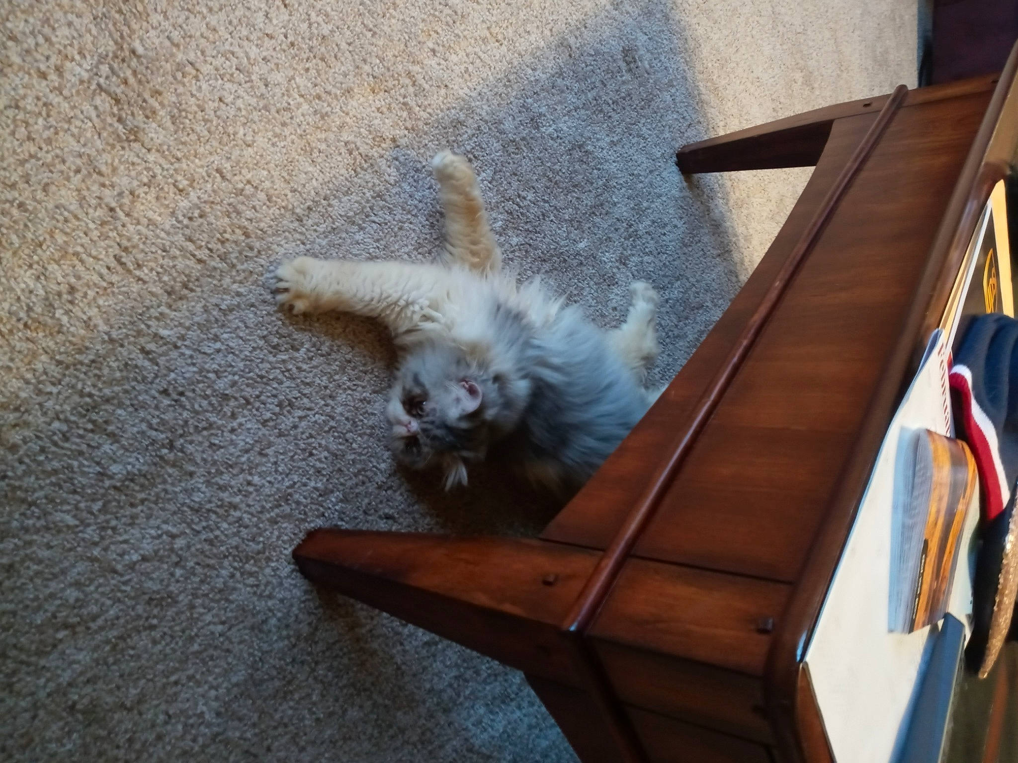 Bigsby joined the competition — help win amazing prizes! canidae, carnivore, cat, chair, companion_dog, easel, fawn, felidae, flooring, fur, hardwood, outdoor_furniture, paw, small_to_medium_sized_cats, sporting_group, table, tail, whiskers, window, wood