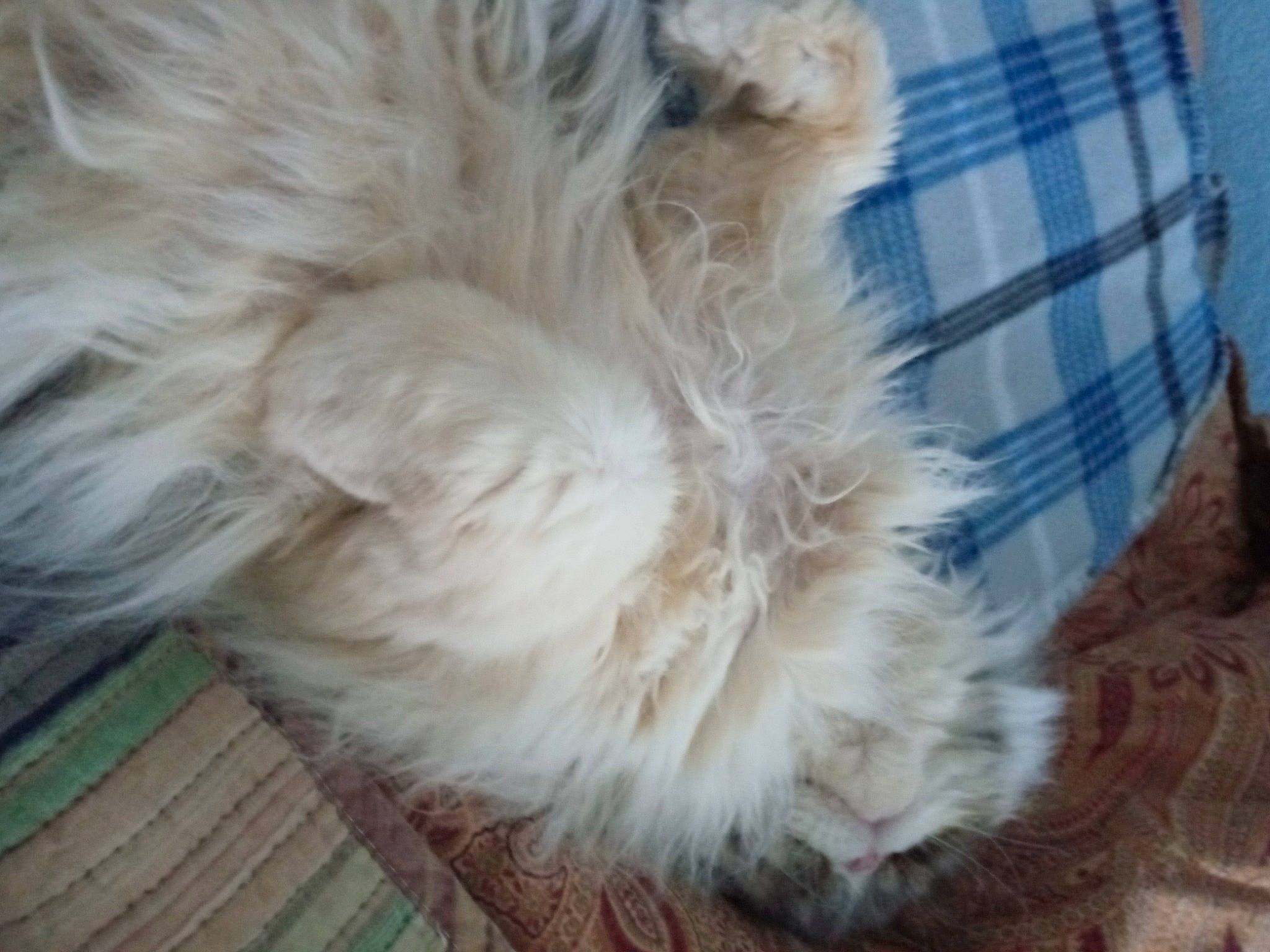 Bigsby joined the competition — help win amazing prizes! canidae, carnivore, companion_dog, dog, dog_breed, fawn, felidae, flooring, fur, hardwood, paw, small_to_medium_sized_cats, snout, sporting_group, tail, tartan, terrier, toy_dog, whiskers, wood