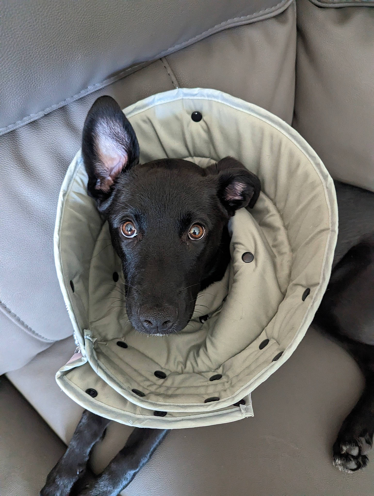 Gabi is registered to the contest to win money with this photo: carnivore, chair, collar, comfort, companion_dog, dog, dog_breed, dog_collar, dog_supply, fawn, gadget, grey, personal_protective_equipment, pet_supply, snout, terrestrial_animal, terrier, toy_dog, whiskers, working_animal