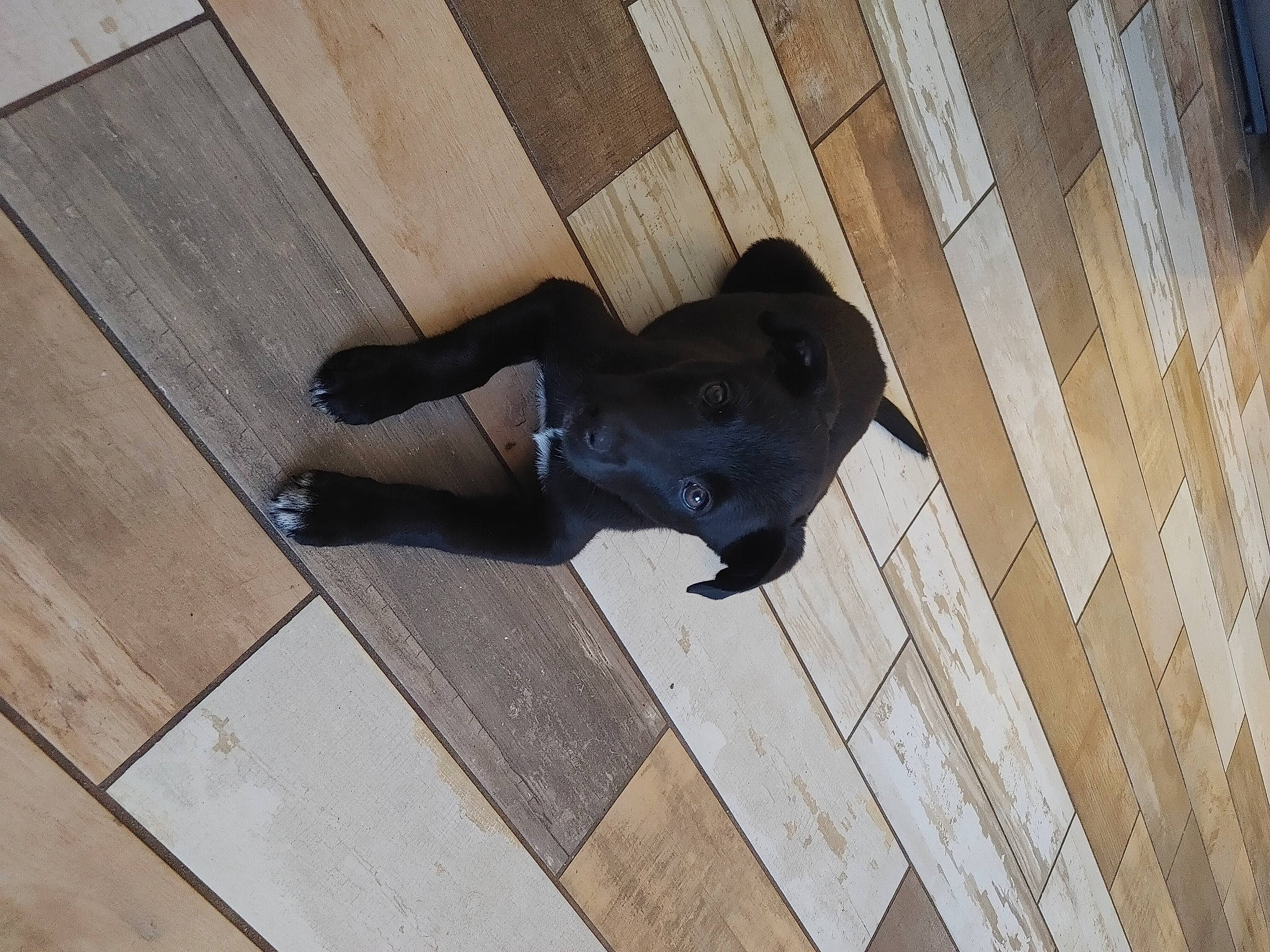Gabi joined the competition — help win amazing prizes! art, carnivore, companion_dog, dog, dog_breed, floor, flooring, grey, guard_dog, hardwood, pattern, plank, sculpture, shadow, statue, tail, window, wood, wood_flooring, wood_stain