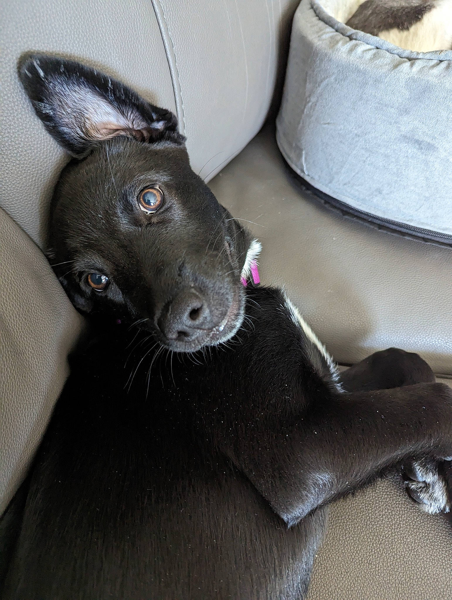 Gabi is registered to the contest to win money with this photo: canidae, carnivore, collar, comfort, companion_dog, dog, dog_breed, dog_collar, ear, fashion_accessory, fawn, felidae, fur, grey, liver, pet_supply, snout, sporting_group, whiskers, working_animal