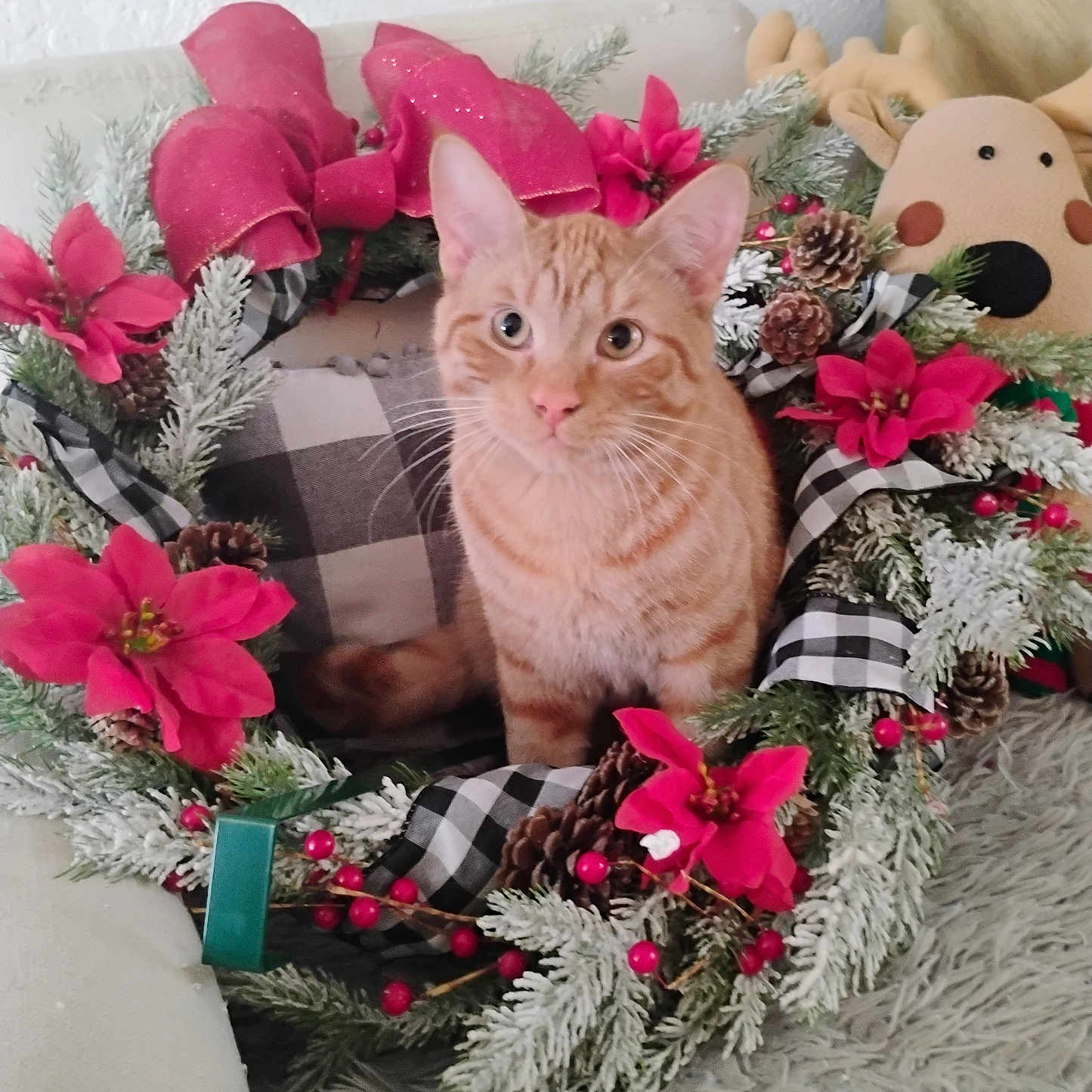 Oliver is registered to the contest to win money with this photo: cat, checkered_ribbon, christmas, cozy, curious, decor, feline, festive, fluffy, greenery, holiday, indoor, orange_tabby, ornament, pet, pine_cones, plush_toy, red_flowers, soft_rug, wreath
