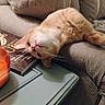 Jasper joined the competition — help win amazing prizes! cat, orange_tabby, couch, upside_down, table, book, jar, home, cozy, relaxed, feline, pet, indoor, fur, whiskers, paws, resting, curious, soft, domestic