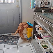 Jasper joined the competition — help win amazing prizes! cat, orange_tabby, kitchen, tile_floor, yellow_container, cabinet, baskets, door, curtains, food_storage, curious_cat, indoor, pet, floor_mat, household, organized, container_lid, cat_tail, cat_paws, domestic_animal