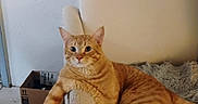 Jasper joined the competition — help win amazing prizes! cat, orange_tabby, feline, chair, furniture, fluffy_blanket, relaxed, indoor, home, pet, animal, paw, orange_fur, striped, tile_floor, cardboard_box, wall, domestic_cat, resting, cute