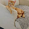 Jasper is registered to the contest to win money with this photo: cat, orange_tabby, feline, pet, animal, indoor, armchair, furniture, blanket, cozy, relaxed, paw, fur, whiskers, ears, eyes, cute, domestic, resting, living_room