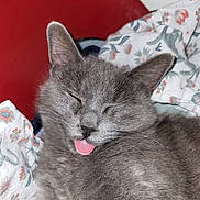 Voyelle a rejoint le concours — aidez-le/la à gagner de superbes lots ! cat, gray_cat, sleeping, sleepy, tongue_out, close_up, feline, fur, whiskers, ears, nose, relaxed, cute, pet, animal, floral_bedding, blanket, indoors, portrait, cozy