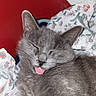 animal, blanket, cat, close_up, cozy, cute, ears, feline, floral_bedding, fur, gray_cat, indoors, nose, pet, portrait, relaxed, sleeping, sleepy, tongue_out, whiskers