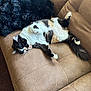 Harmony is registered to the contest to win money with this photo: cat, fluffy, relaxed, lying_down, couch, brown_couch, indoor, pet, animal, feline, black_white_cat, fur, whiskers, tail, sleeping, cozy, blanket, home, comfortable, domestic_cat