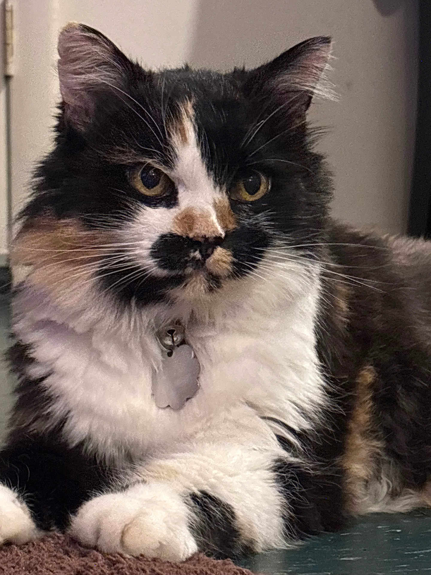 Harmony joined the competition — help win amazing prizes! cat, feline, fluffy, tri_color, mustache_marking, collar, tag, close_up, paws, whiskers, ears, fur, indoor, pet, relaxed, lying_down, face, animal, domestic_animal, cute