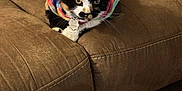 Harmony is registered to the contest to win money with this photo: cat, calico, tie_dye_shirt, pet, feline, couch, brown_couch, indoor, relaxed, paws, fur, animal, cute, domestic_cat, close_up, laying_down, whiskers, collar, tag, comfort