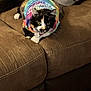 cat, calico, tie_dye_shirt, pet, feline, couch, brown_couch, indoor, relaxed, paws, fur, animal, cute, domestic_cat, close_up, laying_down, whiskers, collar, tag, comfort