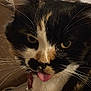 cat, calico, close_up, tongue_out, whiskers, fur, pet, animal, cute, face, indoor, expression, mischievous, domestic_cat, feline, portrait, looking_at_camera, soft_light, collar, tabby