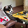 Harmony is registered to the contest to win money with this photo: cat, calico_cat, chair, blanket, table, indoor, pet, furniture, relaxed, paw, domestic_animal, cozy, brown, yellow_eyes, household_items, carpet, leisure, closeup, resting, side_view