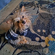 Roscoe is registered to the contest to win money with this photo: animal, brown_fur, carpet, companion, cute, dog, domestic_animal, ears, floor, fur, head_tilt, indoor, looking_up, patterned_rug, pet, plaid_jacket, scruffy, sitting, small_dog, tiny