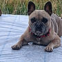 Bella is registered to the contest to win money with this photo: dog, french_bulldog, animal, pet, outdoor, grass, rock, white_lace, lying_down, face, ears, collar, paws, brown, medium_coat, canine, nature, resting, closeup, alert