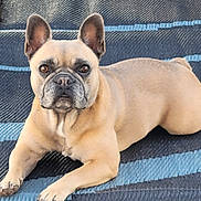 Bella is registered to the contest to win money with this photo: dog, french_bulldog, pet, animal, canine, laying_down, resting, ears, fur, brown, tan, face, looking, portrait, indoor, rug, striped, floor, cute, alert