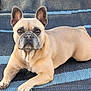 dog, french_bulldog, pet, animal, canine, laying_down, resting, ears, fur, brown, tan, face, looking, portrait, indoor, rug, striped, floor, cute, alert