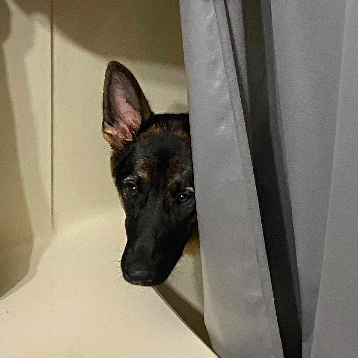 Lucy joined the competition — help win amazing prizes! animal, canine, curtain, dog, dogbed, germanshepherd, person, pet, policedog, puppy, showercurtain, snout, takingcover