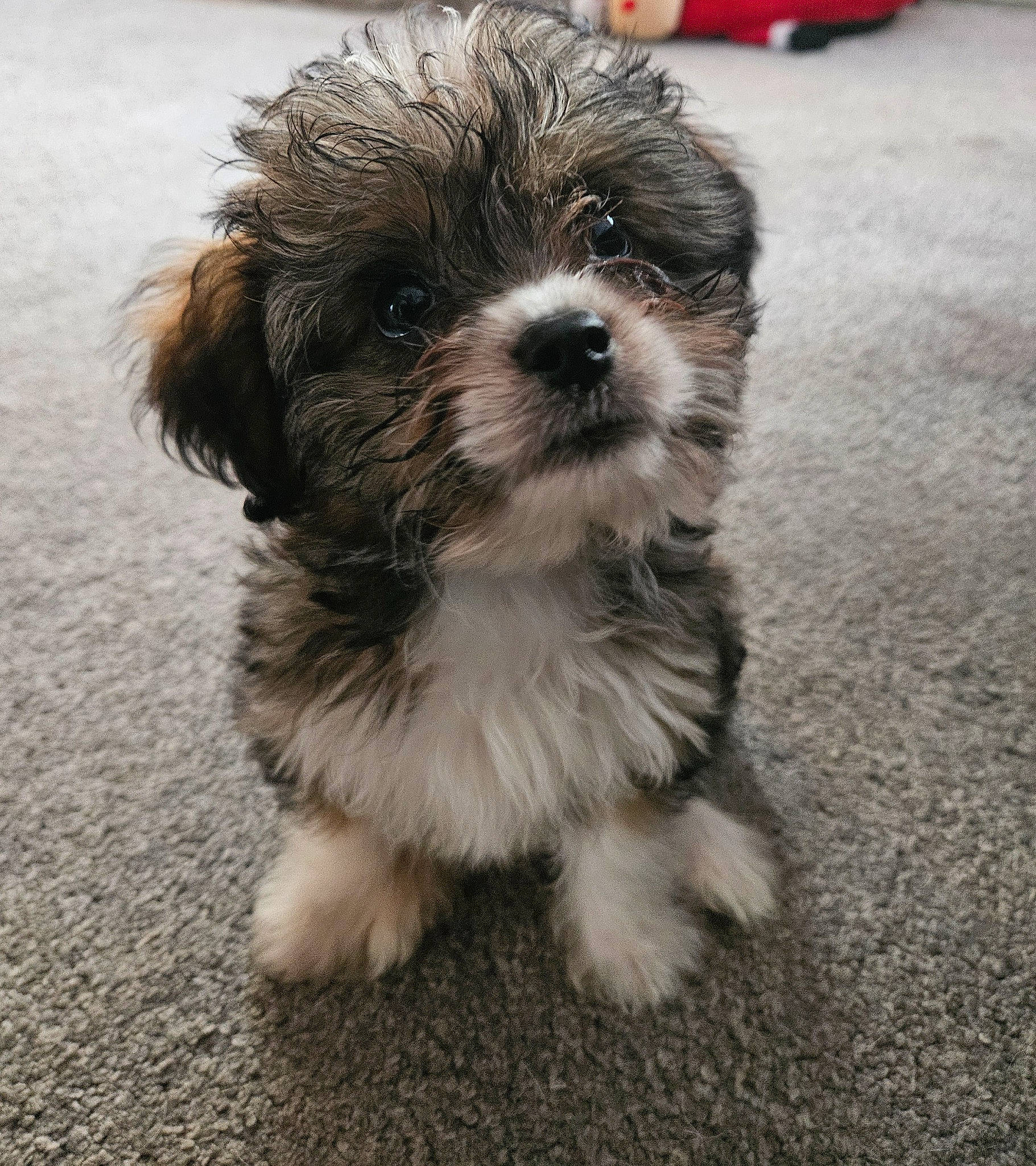 Darcie joined the competition — help win amazing prizes! biewer_terrier, canidae, carnivore, companion_dog, dog, dog_breed, fur, liver, mal_shi, maltepoo, poodle_crossbreed, shih_poo, shih_tzu, small_terrier, sporting_group, terrestrial_animal, terrier, toy_dog, water_dog, working_animal