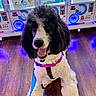 animal, black_and_white, blue_leash, bright_colors, canine, curly_fur, dog, flooring, fur, happy, indoor, leash, pet, poodle, purple_harness, sitting, smiling, tongue_out, vending_machine, wooden_floor
