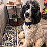 River joined the competition — help win amazing prizes! animal, black_and_white, carpet, collar, cozy, curly_fur, decor, dog, domestic, furniture, indoor, lamp, living_room, pet, plant, poodle, portrait, seated, table, toy