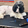 River is registered to the contest to win money with this photo: animal, black_fur, black_surface, caution, clippers, comb, dog, fur, grooming_table, grooming_tools, indoor, paw, pet, pink_nose, poodle, resting, scissors, sign, tile_wall, white_fur