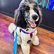 River is registered to the contest to win money with this photo: animal, black_and_white, bright, canine, colorful, companion, cute, dog, fur, happy, harness, indoor, leash, neon_lights, pet, playful, poodle, sitting, tongue_out, wooden_floor