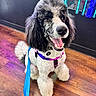 animal, black_and_white, bright, canine, colorful, companion, cute, dog, fur, happy, harness, indoor, leash, neon_lights, pet, playful, poodle, sitting, tongue_out, wooden_floor