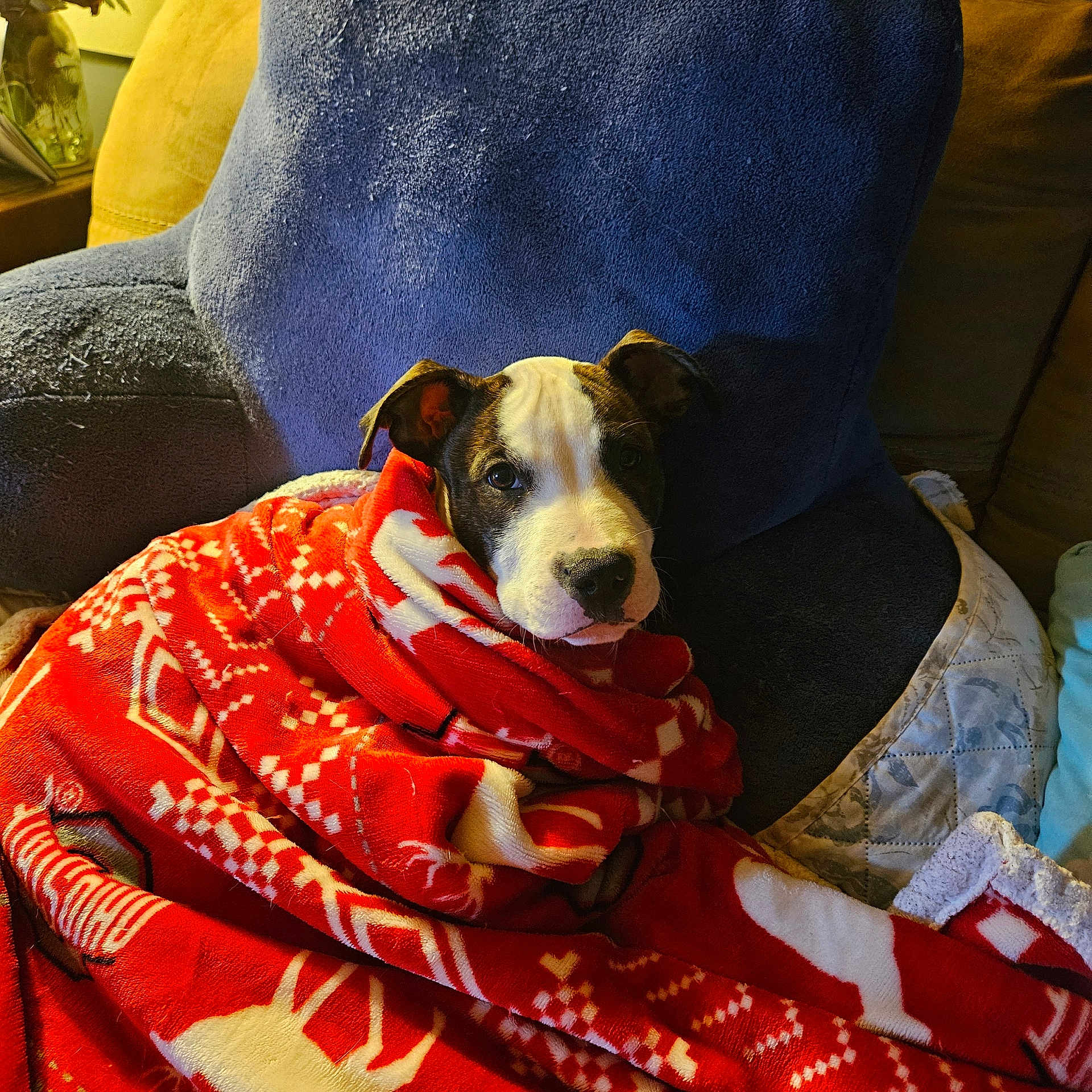 Luna joined the competition — help win amazing prizes! animal, blanket, blue_chair, chair, comfort, cozy, cute, dog, ears, face, fur, home, indoor, looking, pet, puppy, red_blanket, resting, snout, warm