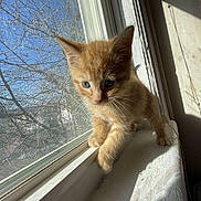 Neko joined the competition — help win amazing prizes! cat, kitten, orange_cat, windowsill, sunlight, shadow, indoor, blue_eyes, curious, pet, animal, fur, whiskers, window, daylight, home, young, cute, small, exploring