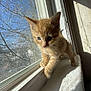 cat, kitten, orange_cat, windowsill, sunlight, shadow, indoor, blue_eyes, curious, pet, animal, fur, whiskers, window, daylight, home, young, cute, small, exploring