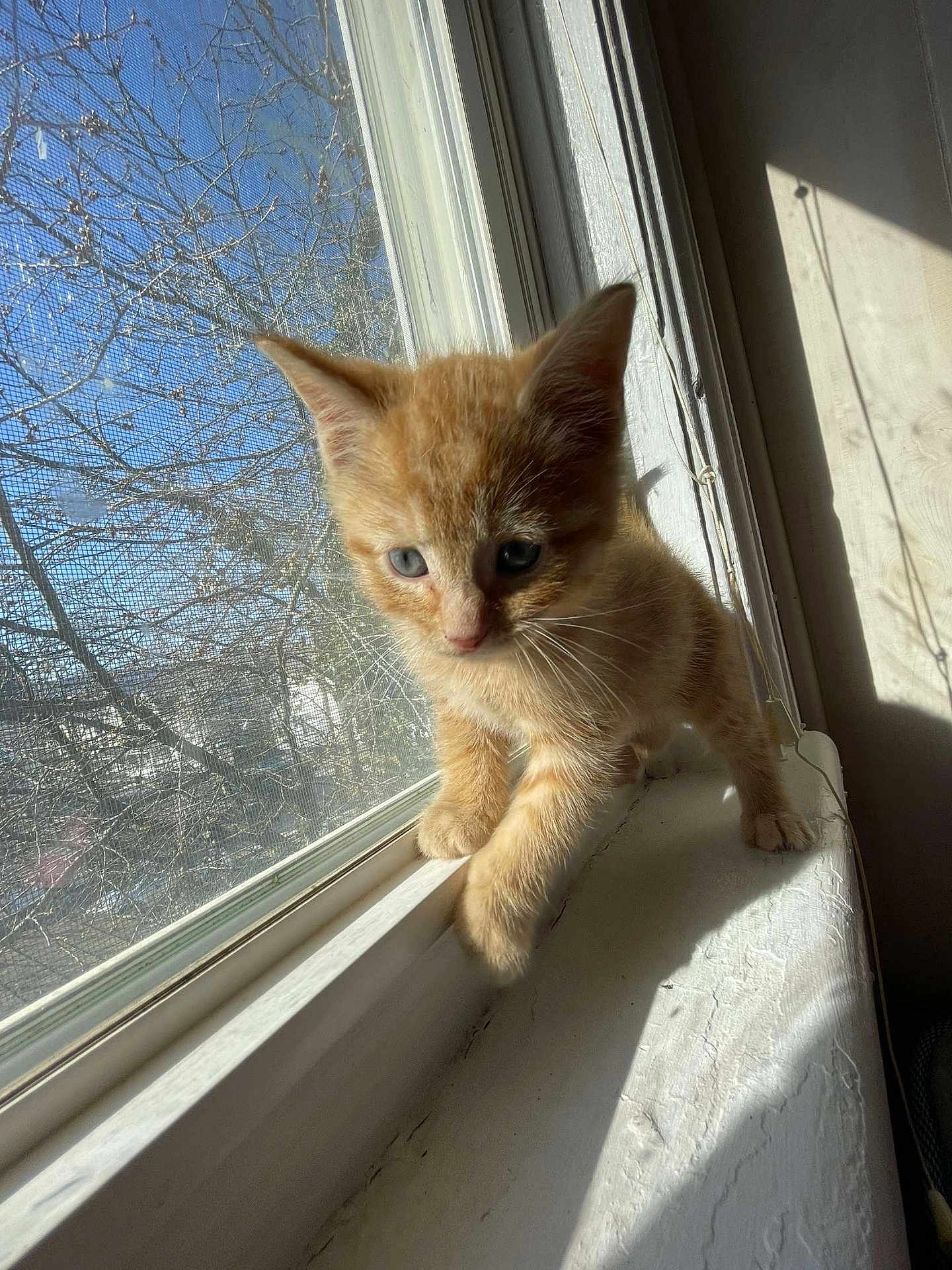 Neko joined the competition — help win amazing prizes! cat, kitten, orange_cat, windowsill, sunlight, shadow, indoor, blue_eyes, curious, pet, animal, fur, whiskers, window, daylight, home, young, cute, small, exploring