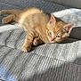 kitten, cat, orange_tabby, feline, pet, animal, sleeping, resting, sunlight, blanket, texture, indoor, cozy, soft, cute, fur, whiskers, paw, relaxed, young