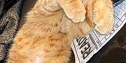 Neko joined the competition — help win amazing prizes! animal, blanket, cat, closeup, curious, curled_paws, cute, domestic_cat, feline, fur, indoor, lying_down, mammal, newspaper, orange_tabby, pet, relaxed, resting, soft_texture, whiskers
