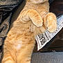 cat, orange_tabby, pet, lying_down, curled_paws, whiskers, indoor, blanket, newspaper, fur, cute, relaxed, animal, mammal, closeup, domestic_cat, feline, soft_texture, curious, resting