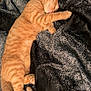 cat, ginger_cat, sleeping, nap, pet, feline, cozy, blanket, indoor, resting, cute, fur, animal, whiskers, tail, paws, domestic_animal, relaxation, soft, peaceful