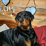 Luna joined the competition — help win amazing prizes! rottweiler, dog, pet, bed, blanket, wooden_wall, mirror, heart_shape, butterfly, love_sign, indoor, animal, resting, black_and_tan, fur, portrait, cozy, home, decor, relaxed