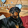 rottweiler, dog, pet, bed, blanket, wooden_wall, mirror, heart_shape, butterfly, love_sign, indoor, animal, resting, black_and_tan, fur, portrait, cozy, home, decor, relaxed