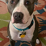 Sapphire is registered to the contest to win money with this photo: dog, pit_bull, collar, pet_tag, carpet, indoor, animal, canine, ears, paws, fur, white_markings, brown_fur, looking_up, sitting, close_up, floor, domestic_animal, pet, portrait