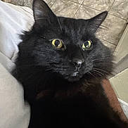 Scrooge is registered to the contest to win money with this photo: cat, black_cat, close_up, fluffy, yellow_eyes, indoor, floor_tiles, pet, whiskers, fur, animal, curious, domestic_cat, face, portrait, feline, nose, ear, lying_down, soft