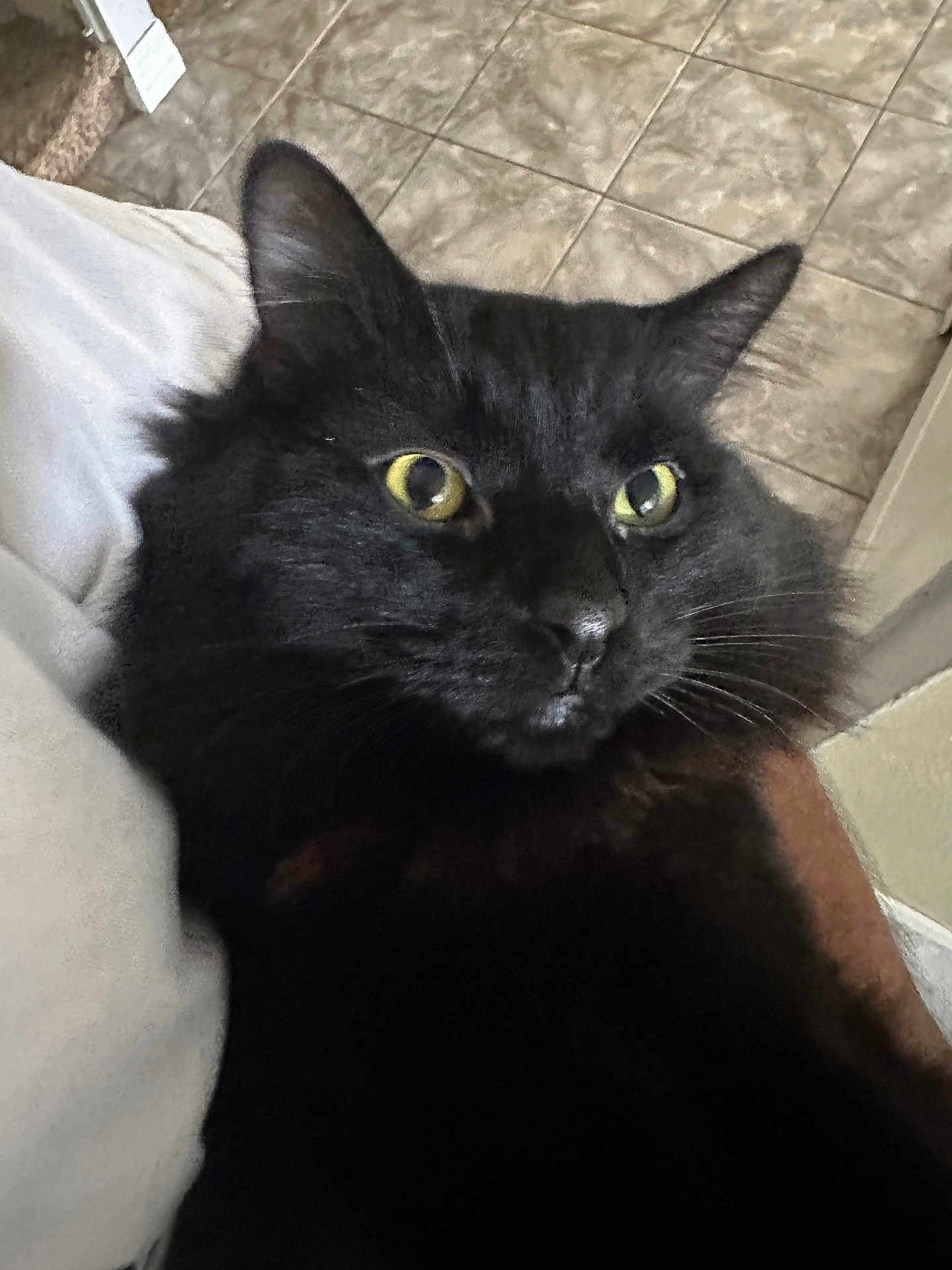 Scrooge is registered to the contest to win money with this photo: cat, black_cat, close_up, fluffy, yellow_eyes, indoor, floor_tiles, pet, whiskers, fur, animal, curious, domestic_cat, face, portrait, feline, nose, ear, lying_down, soft