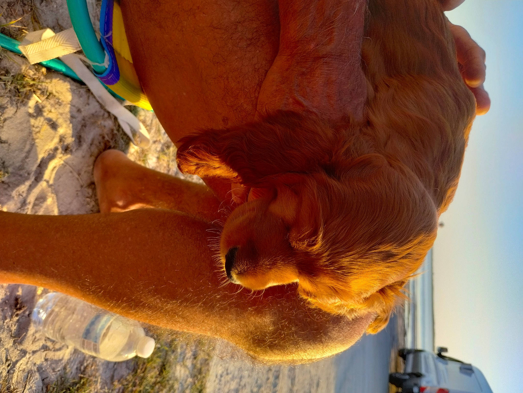 Abigail joined the competition — help win amazing prizes! car, elbow, fun, heat, horse_supplies, human_leg, landscape, light, livestock, sculpture, sky, snout, soil, vehicle_door, water, wood, working_animal