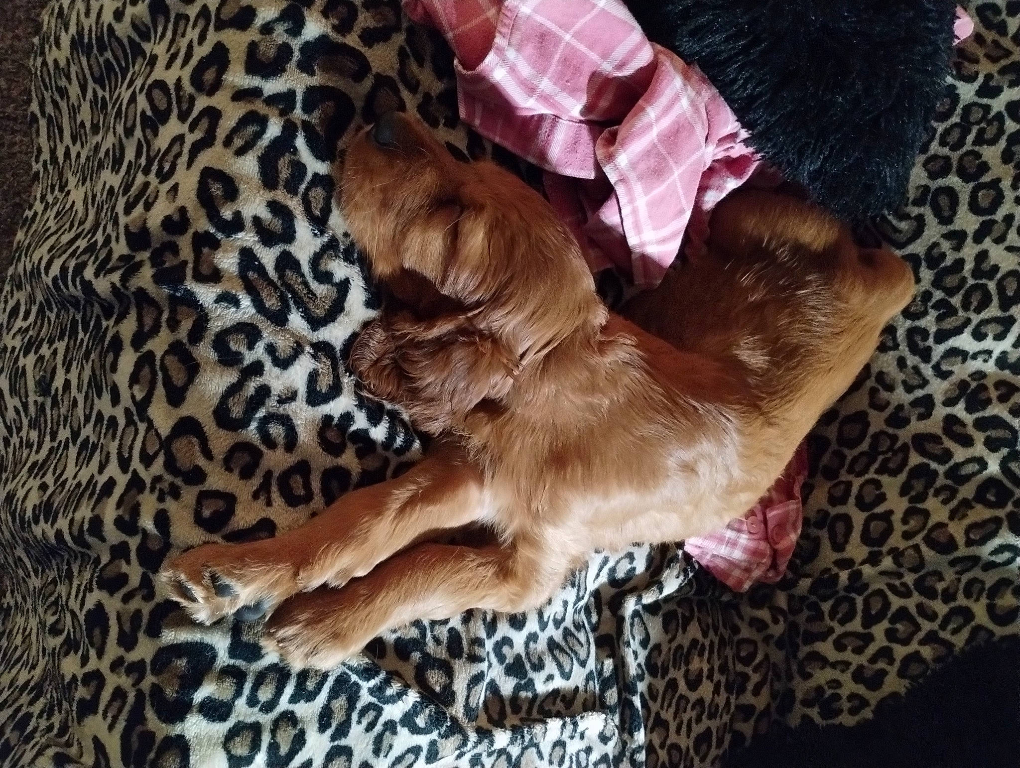 Abigail is registered to the contest to win money with this photo: canidae, carnivore, comfort, companion_dog, dog, dog_breed, fawn, felidae, foot, fur, human_leg, liver, nap, paw, retriever, sporting_group, tail, toy_dog, wildlife, wood