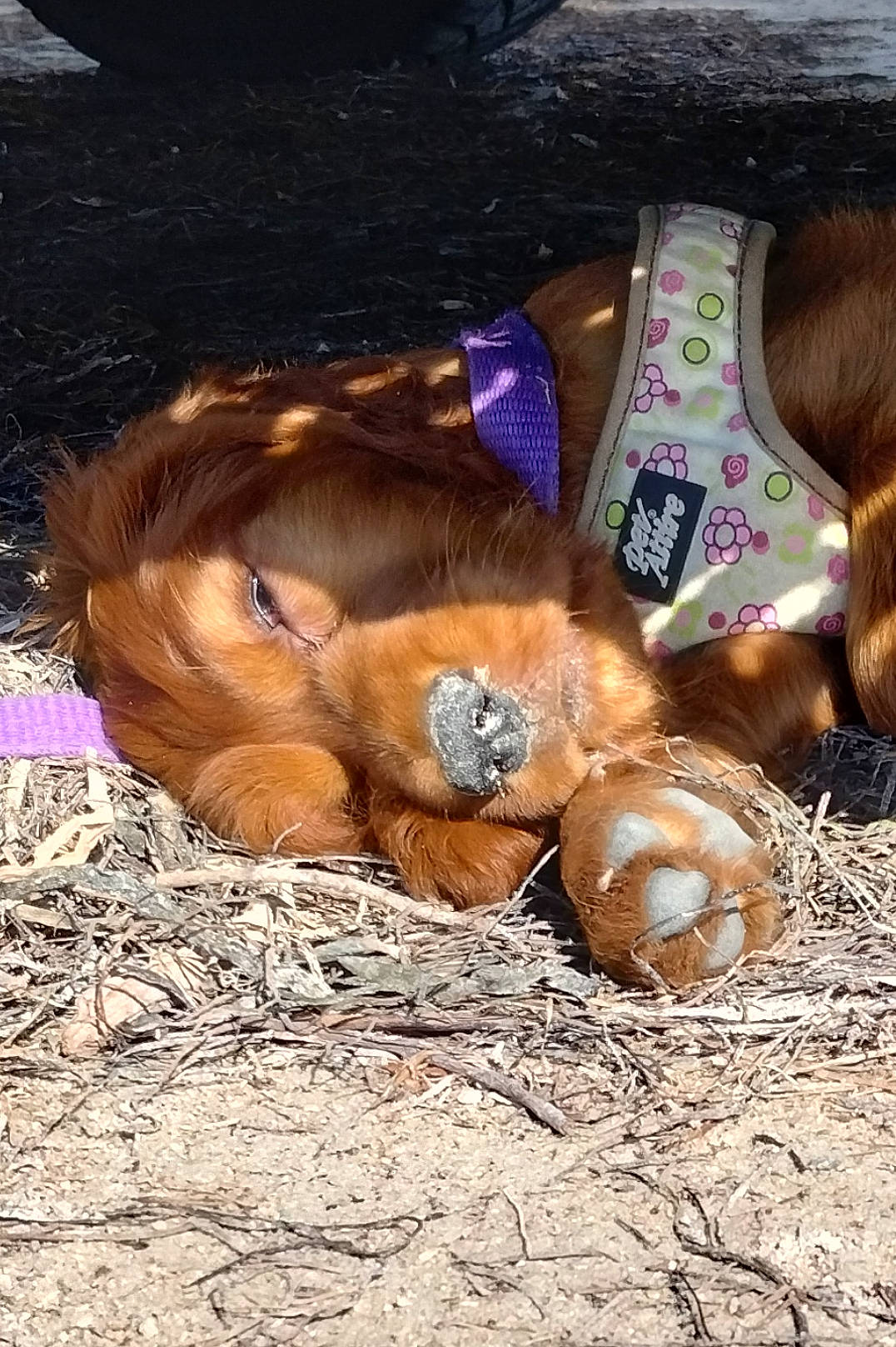 Abigail joined the competition — help win amazing prizes! canidae, dog_breed, fawn, fur, grass, human_leg, liver, livestock, pack_animal, plant, snout, soil, sporting_group, straw, terrestrial_animal, tree, wildlife, wood, working_animal