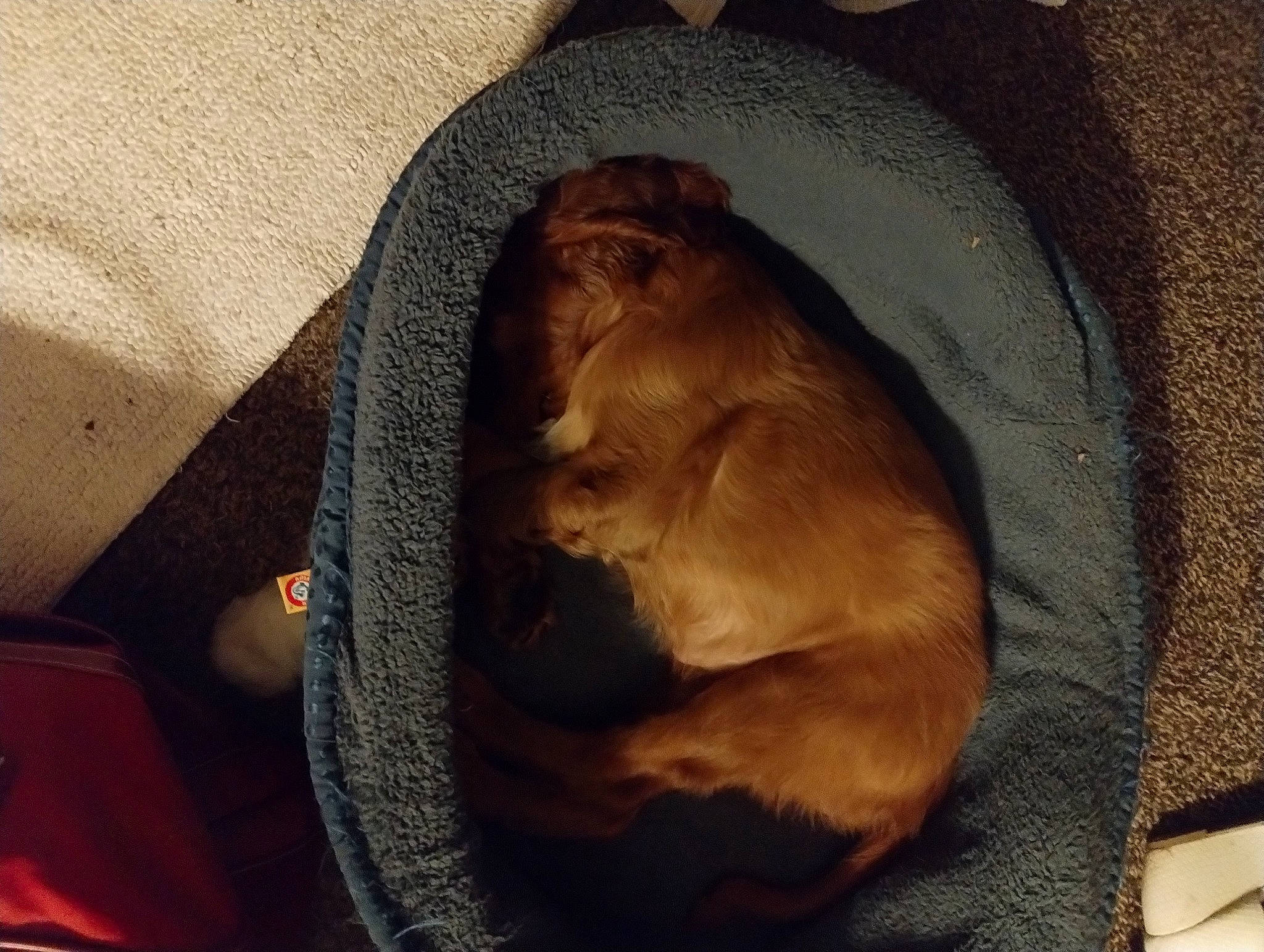 Abigail joined the competition — help win amazing prizes! canidae, carnivore, comfort, companion_dog, dog, dog_breed, fawn, felidae, fur, liver, nap, paw, pet_supply, small_to_medium_sized_cats, snout, sporting_group, tail, terrestrial_animal, whiskers, wrinkle