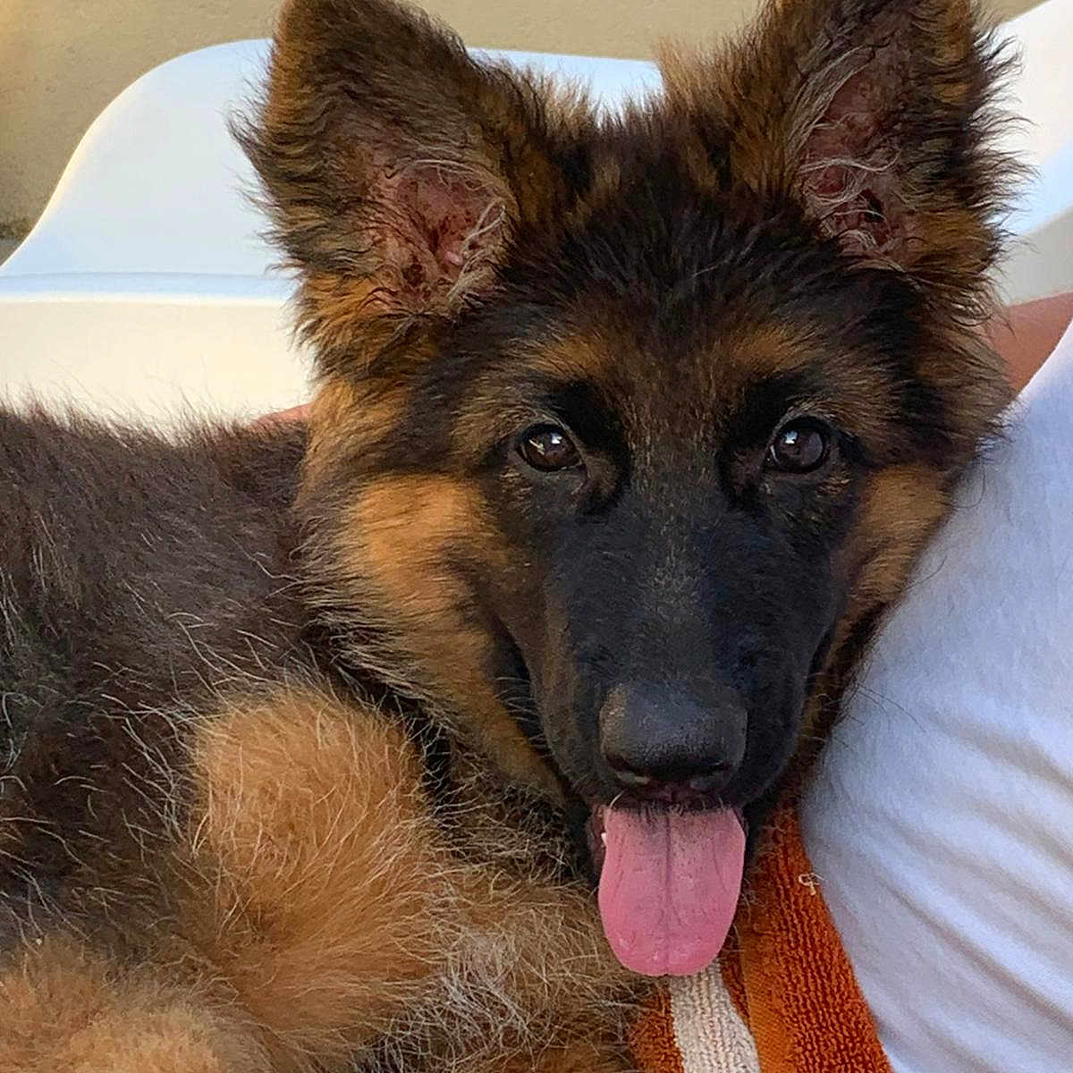 Blue a rejoint le concours — aidez-le/la à gagner de superbes lots ! german_shepherd, puppy, dog, tongue_out, ears, fur, close_up, pet, animal, happy, cute, portrait, indoor, person, white_shirt, towel, brown, black, face, nose