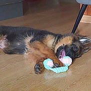 Blue participe au concours pour gagner de l'argent avec cette photo : dog, puppy, german_shepherd, toy, rope_toy, chewing, floor, wooden_floor, indoor, furniture_leg, playful, pet, animal, canine, young_dog, household, relaxing, lying_down, brown, black