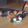dog, puppy, german_shepherd, toy, rope_toy, chewing, floor, wooden_floor, indoor, furniture_leg, playful, pet, animal, canine, young_dog, household, relaxing, lying_down, brown, black