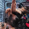 Blue a rejoint le concours — aidez-le/la à gagner de superbes lots ! dog, puppy, crate, sleeping, paw, toy, blanket, pet, fur, resting, indoor, cage, cute, relaxed, animal, canine, playful, cozy, comfort, napping